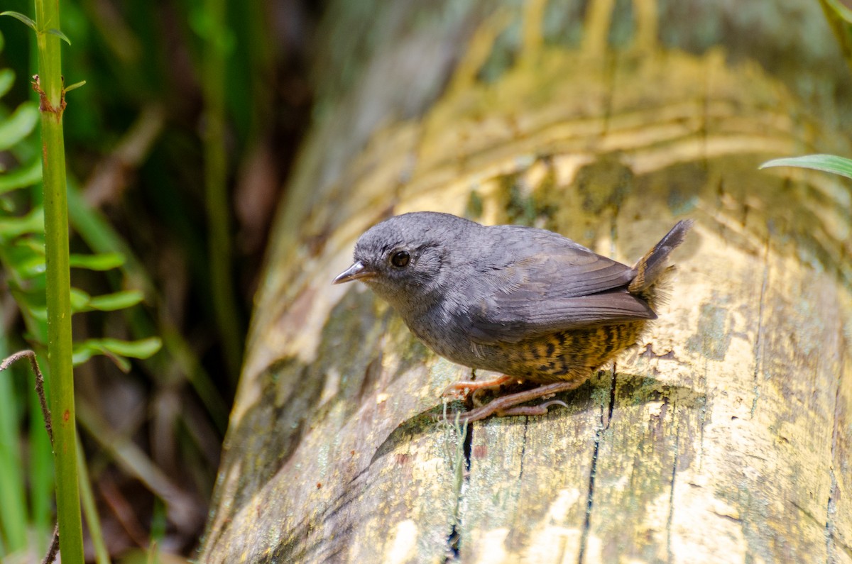 Rock Tapaculo - Marcos Eugênio Birding Guide