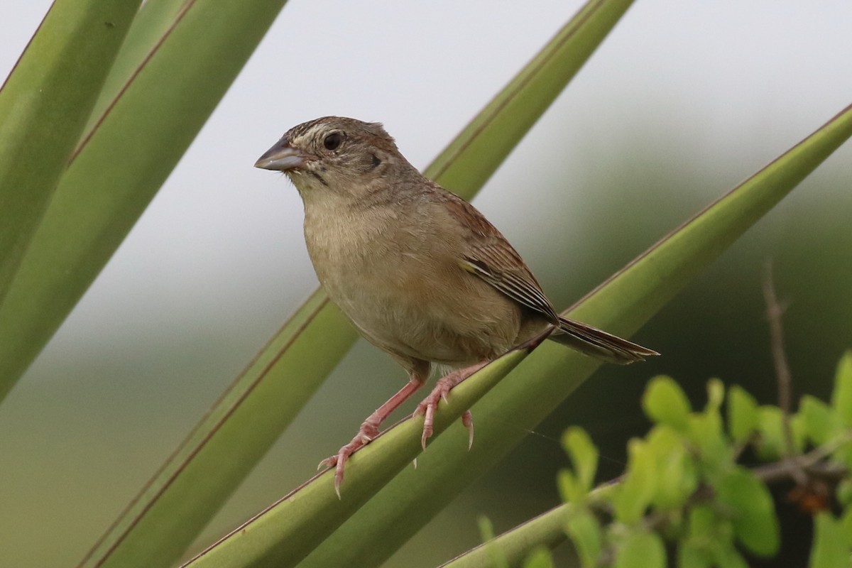 Botteri's Sparrow - ML29450961