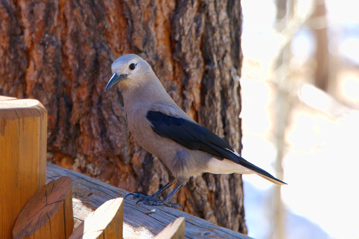 Clark's Nutcracker - ML294510951