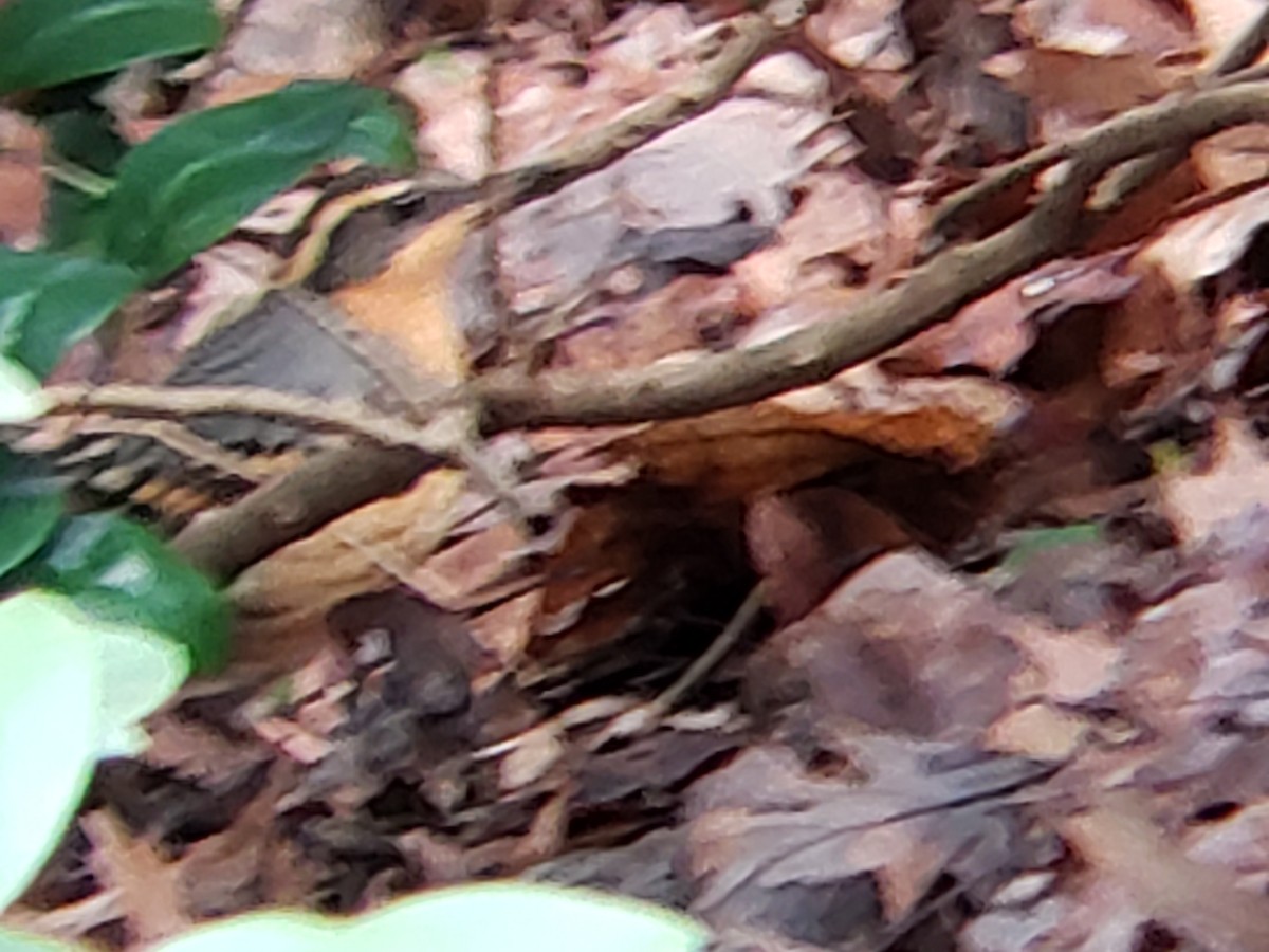 Varied Thrush - ML294511921