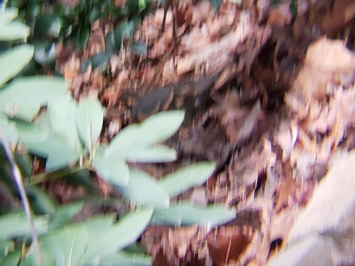 Varied Thrush - ML294511941