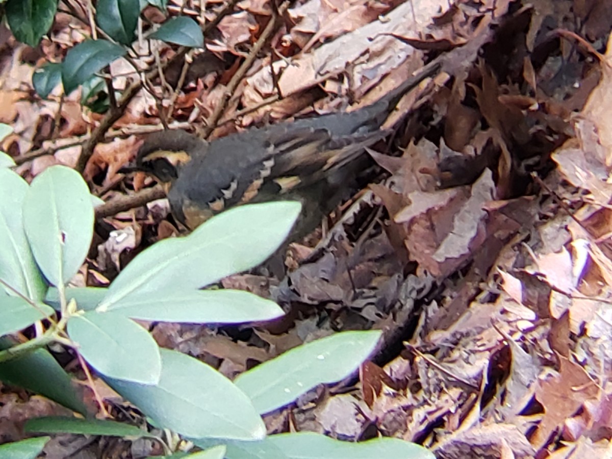 Varied Thrush - ML294511951