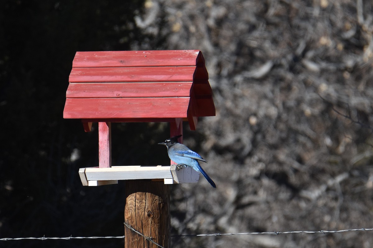 Steller's Jay - ML294511961