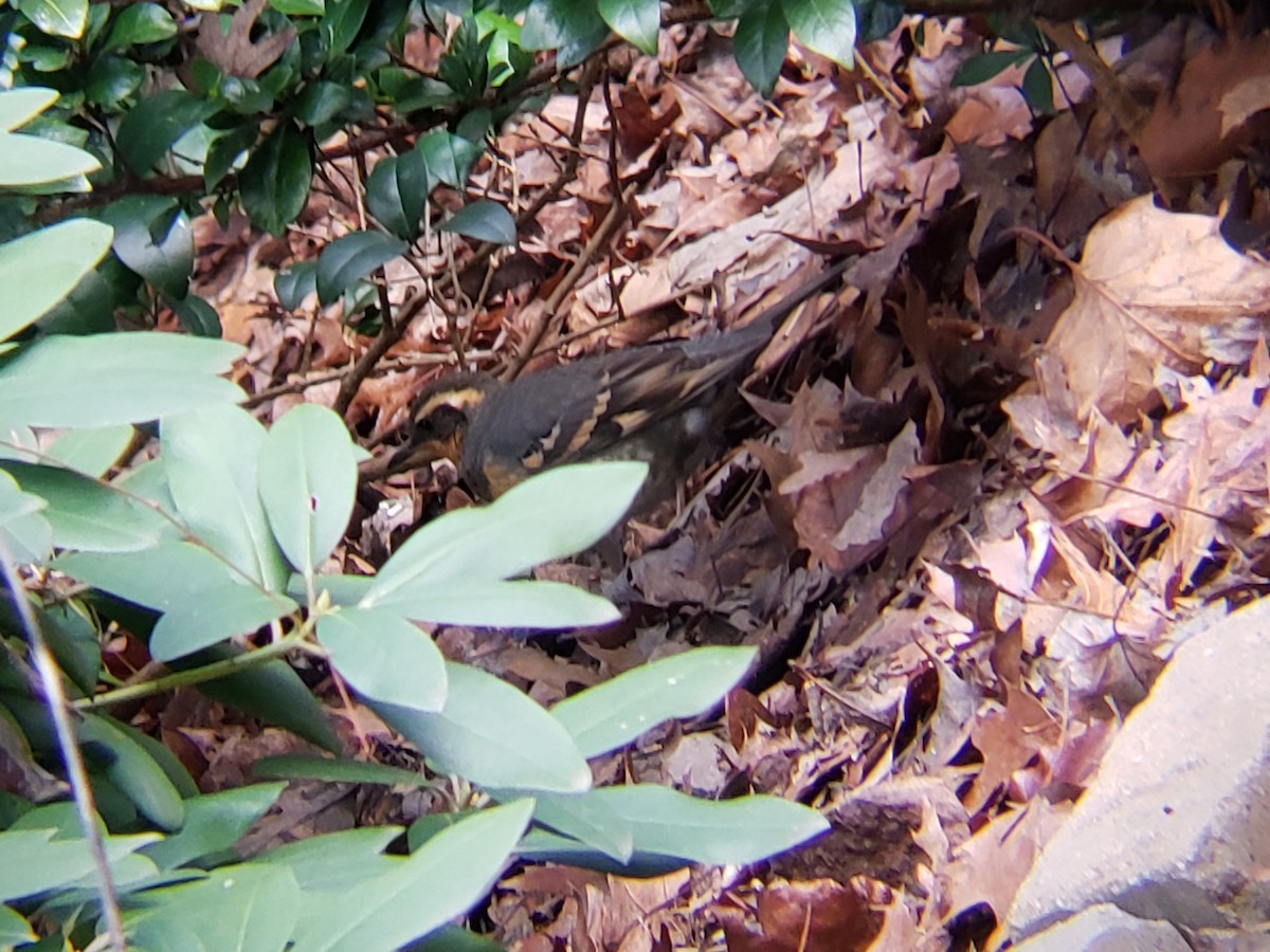 Varied Thrush - ML294512021