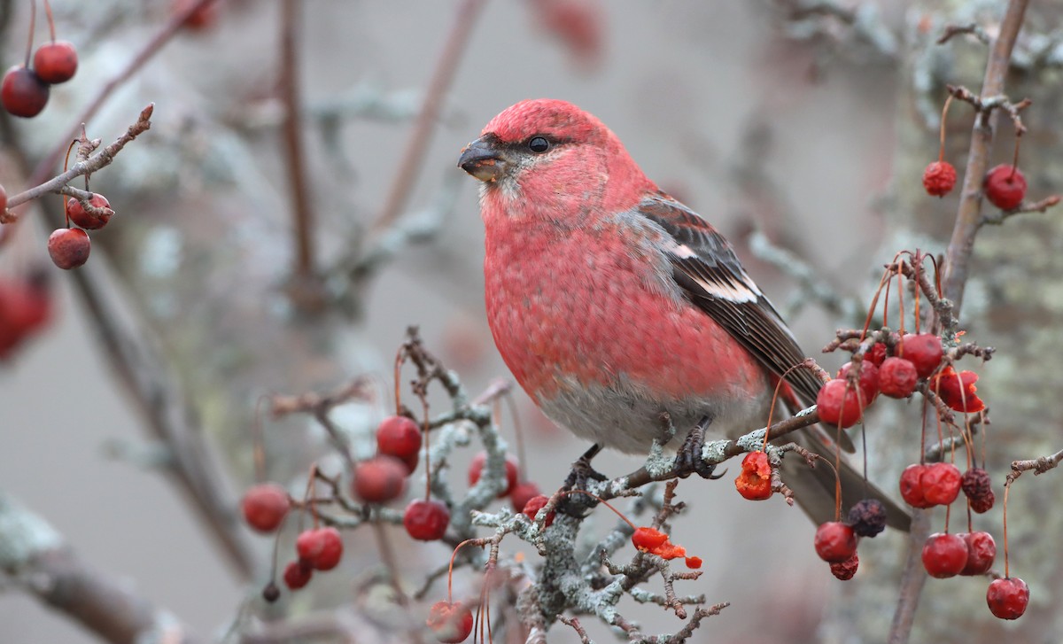 Pine Grosbeak - ML294512291