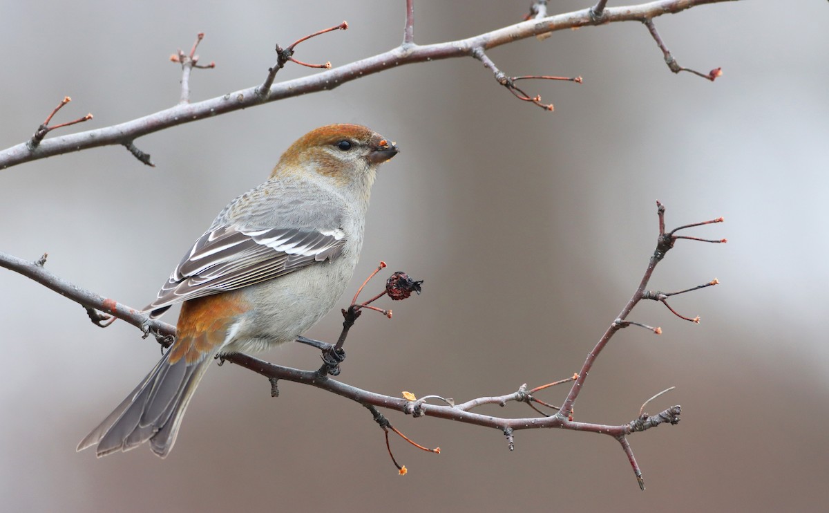 Pine Grosbeak - Luke Seitz