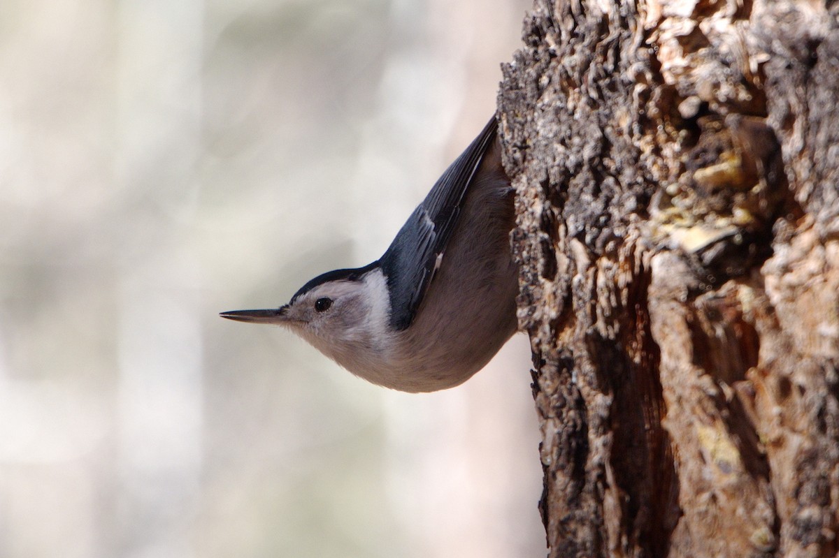 White-breasted Nuthatch - ML294514291