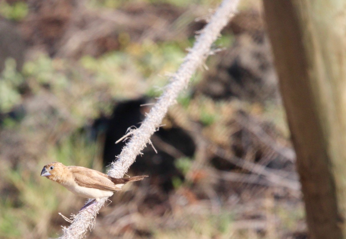 African Silverbill - ML29451551