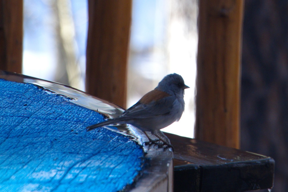 Dark-eyed Junco - ML294515551