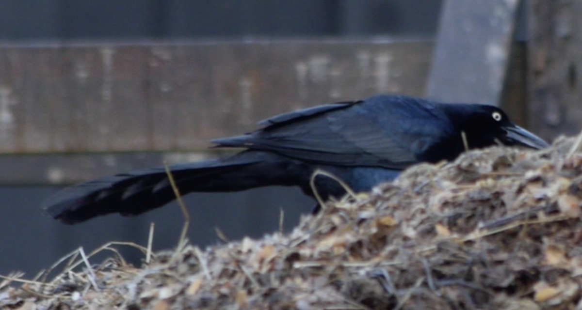 Great-tailed Grackle - Gordon Beebe