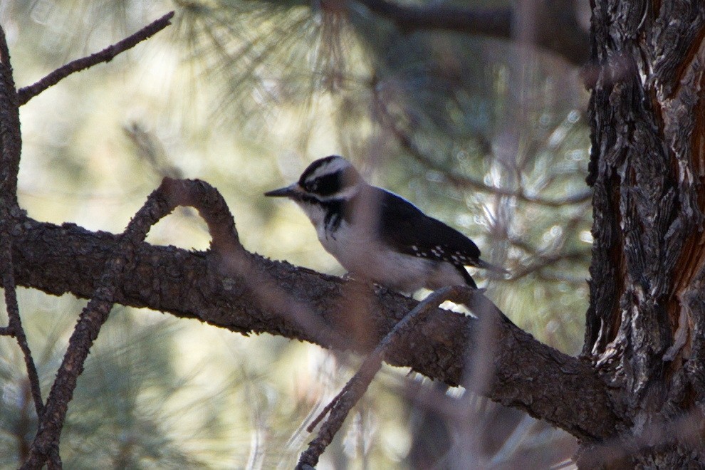 Hairy Woodpecker - ML294516481