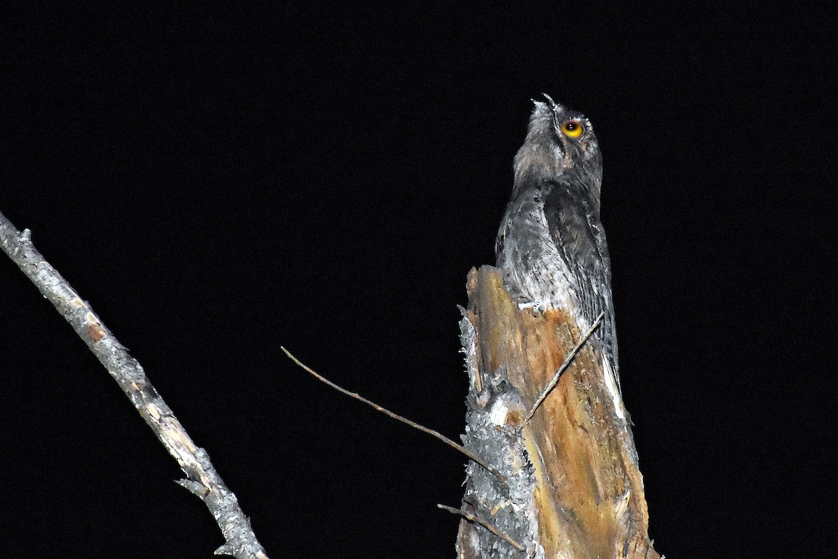 Common Potoo - ML294516501