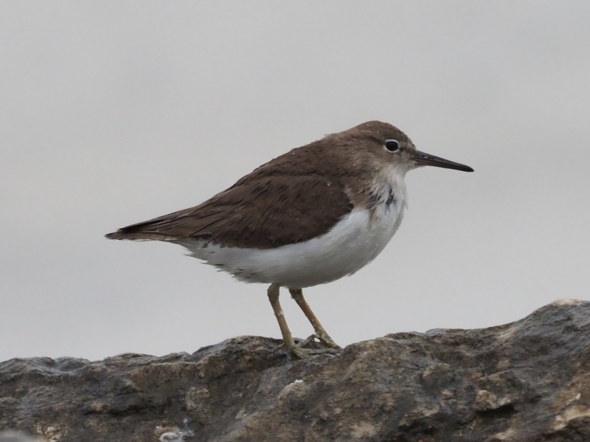 Spotted Sandpiper - ML294517931