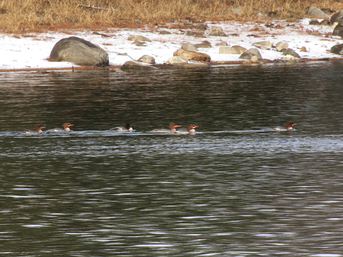 Common Merganser - ML294517991