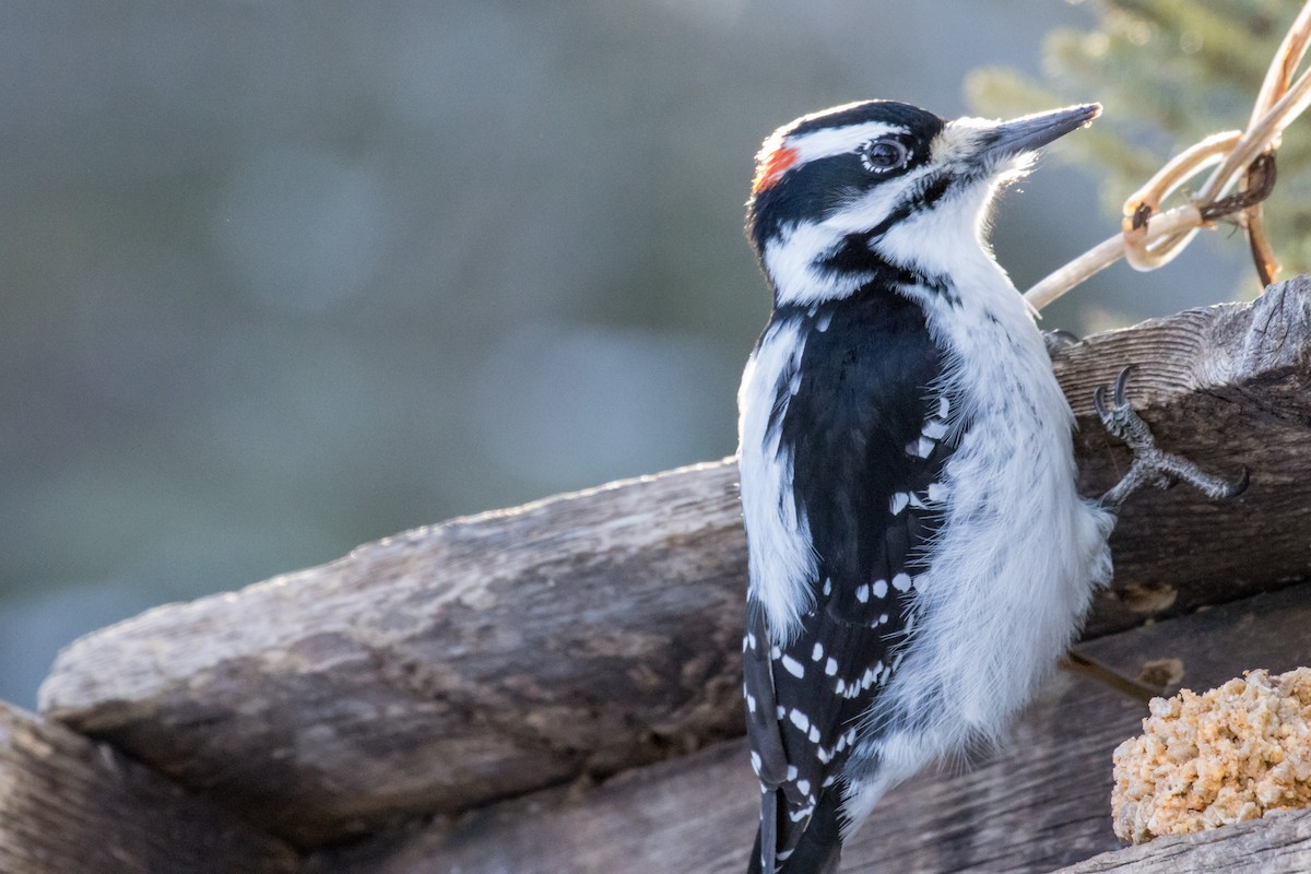 Hairy Woodpecker - ML294519041