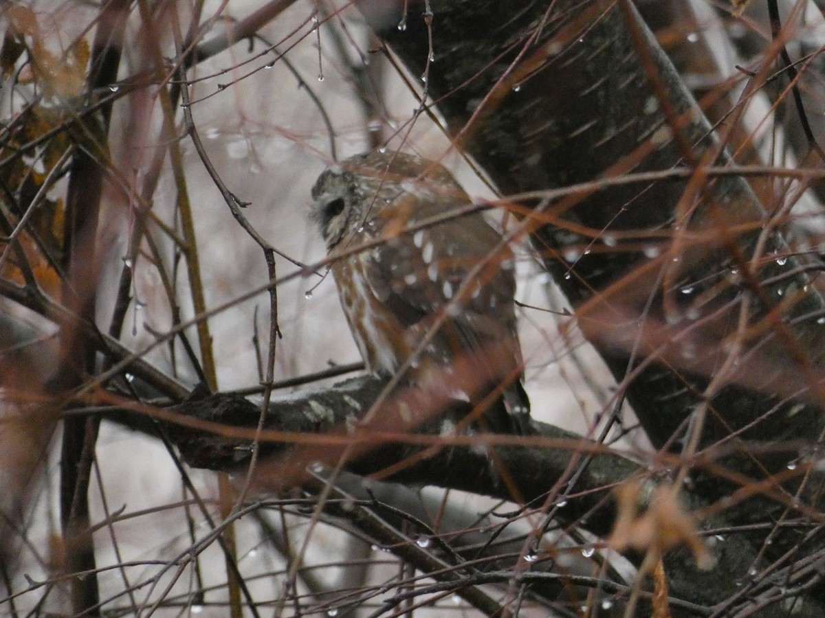 Northern Saw-whet Owl - ML294519161