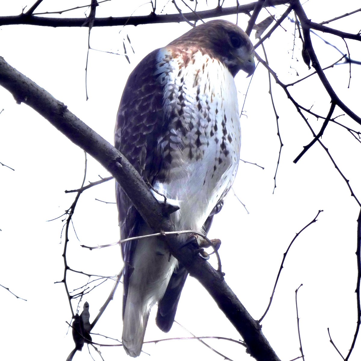 Red-tailed Hawk - ML294521941