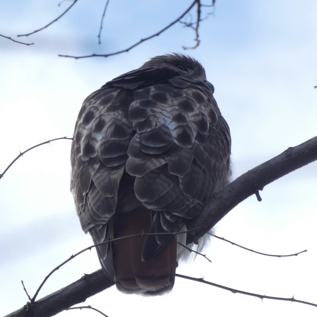 Red-tailed Hawk - ML294521951