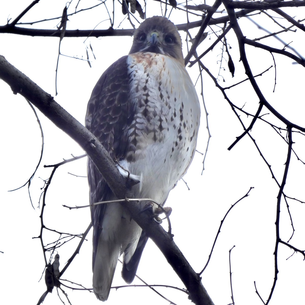 Red-tailed Hawk - ML294521971