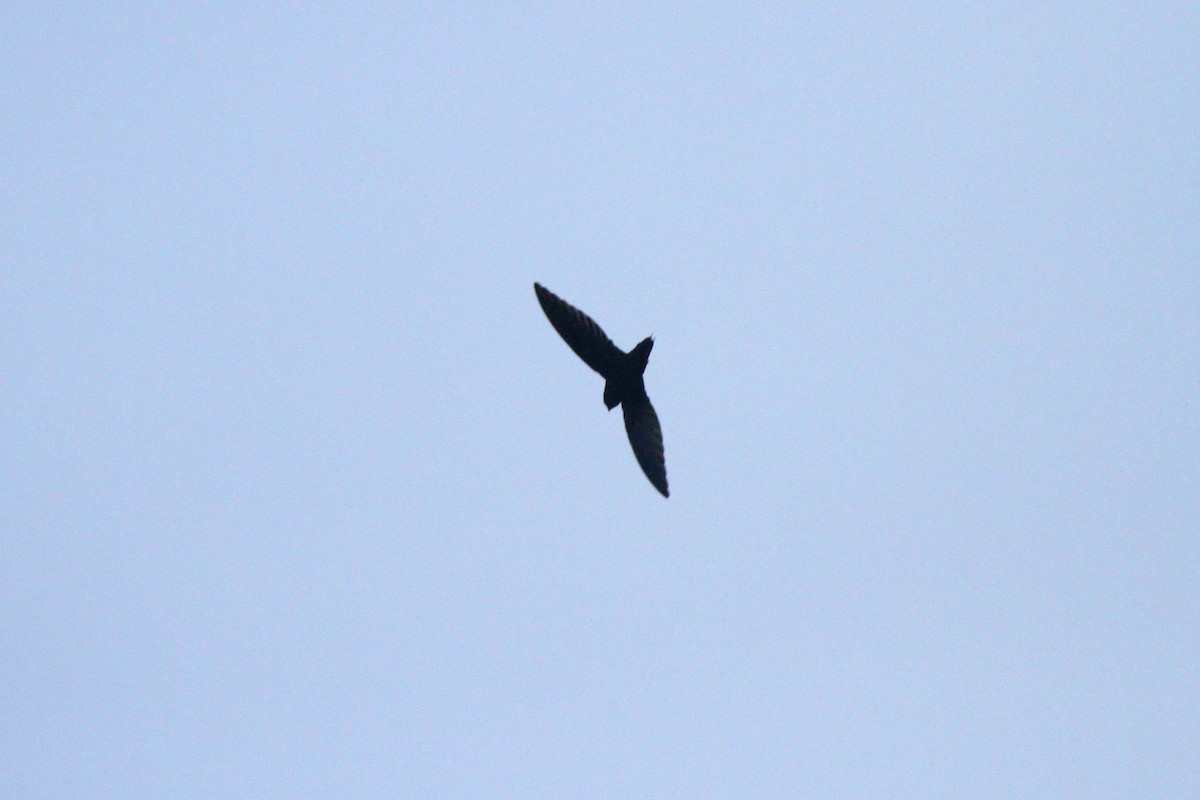 Silver-rumped Spinetail - ML294522341