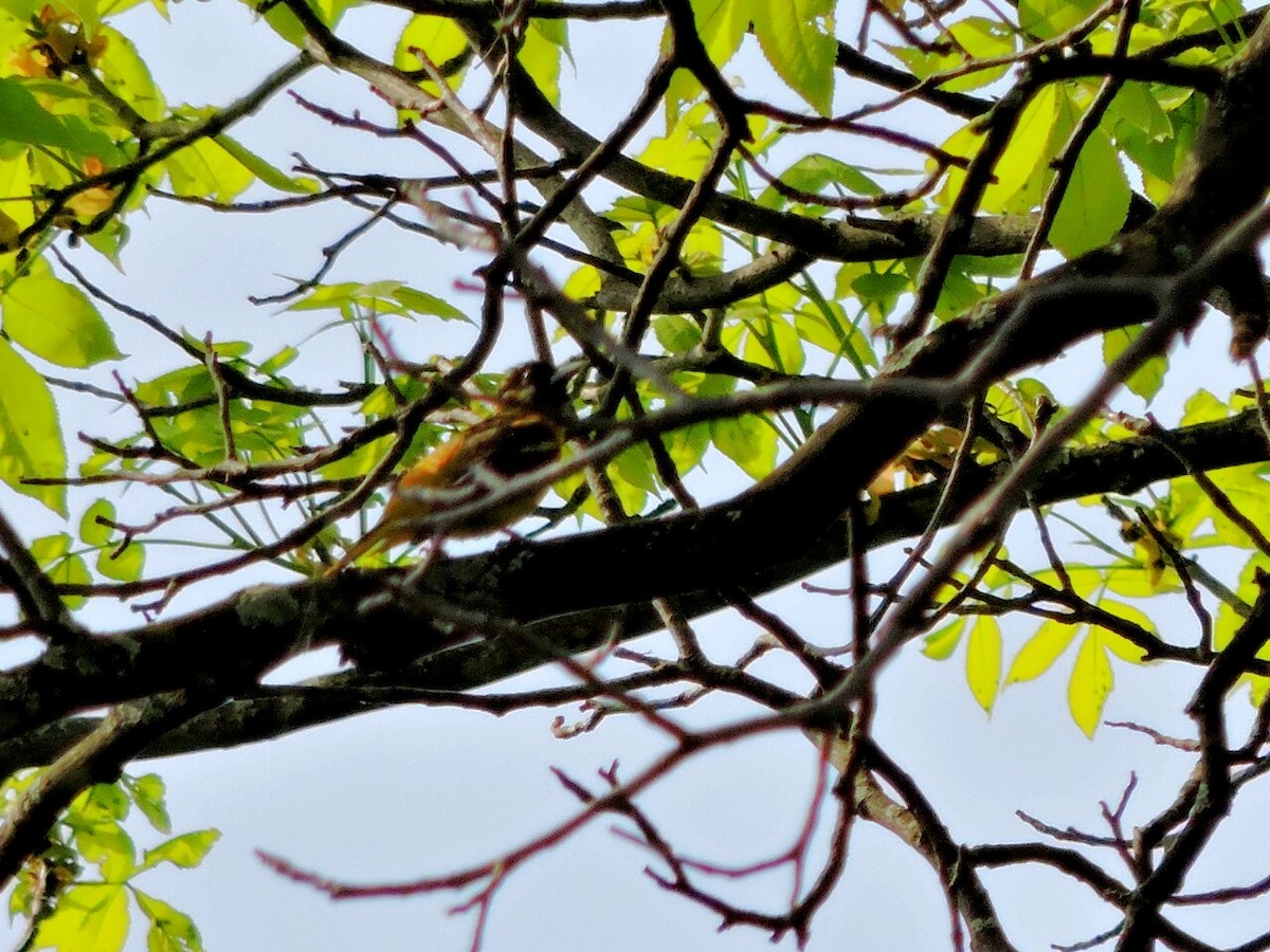 Baltimore Oriole - ML29452281