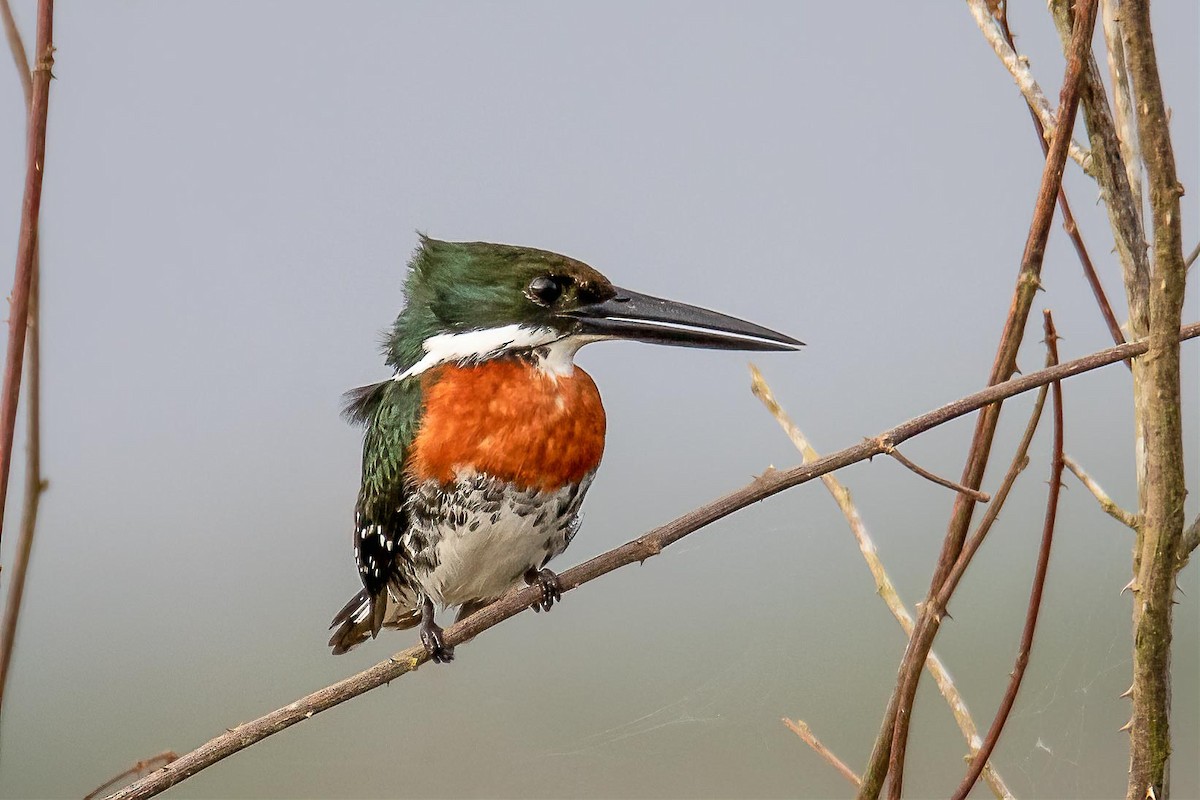 Green Kingfisher - Edward Boyd