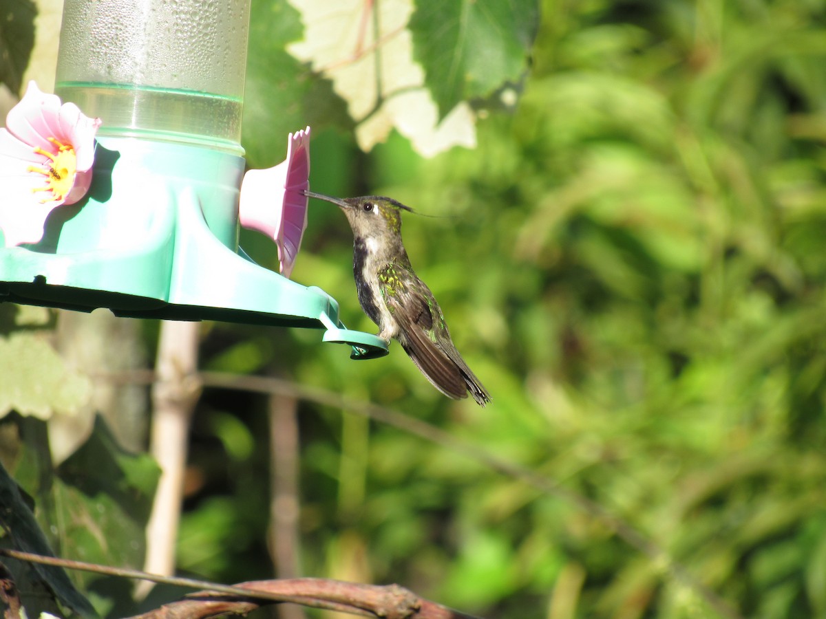 kolibřík paraguayský - ML294527111
