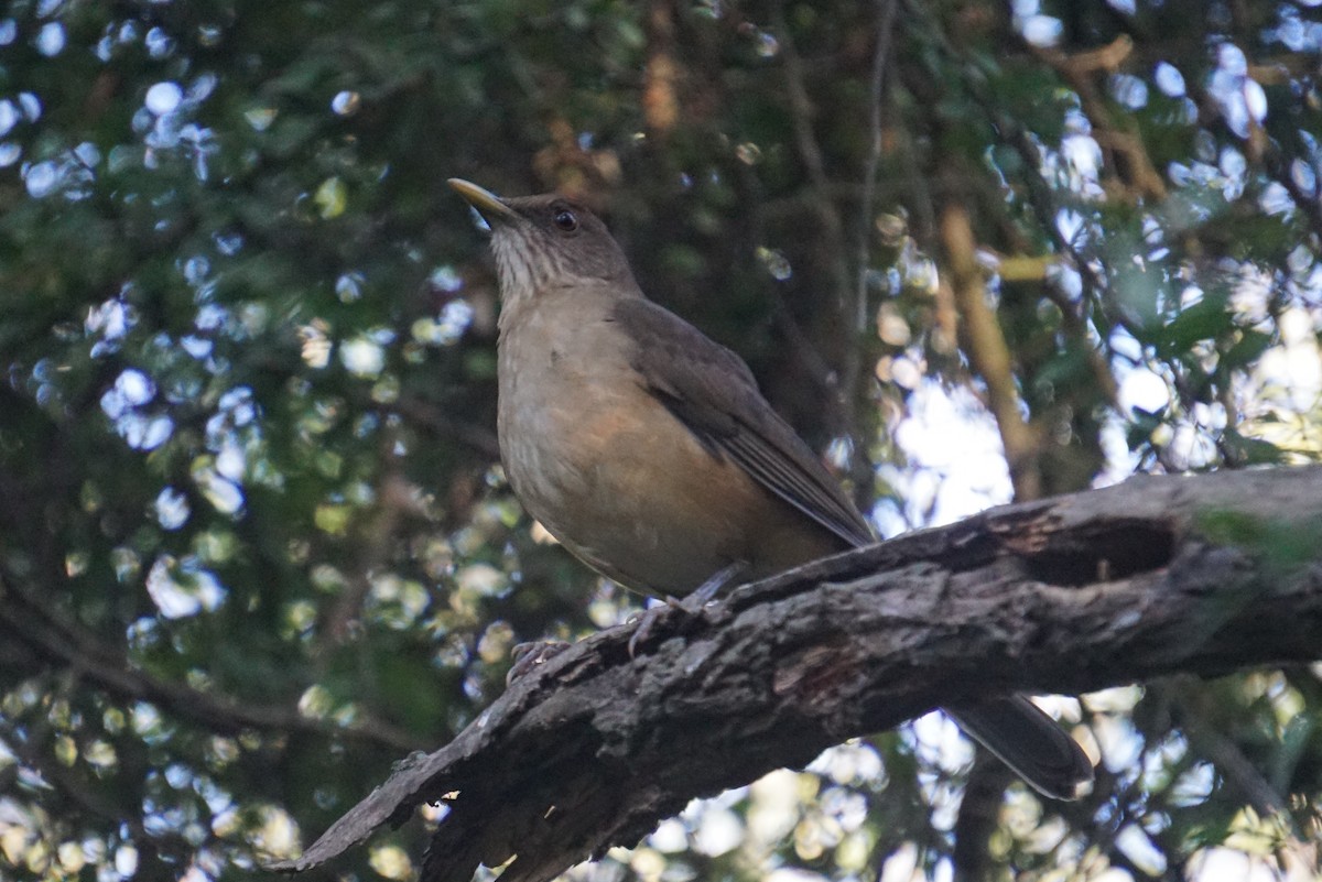 Clay-colored Thrush - ML294528141