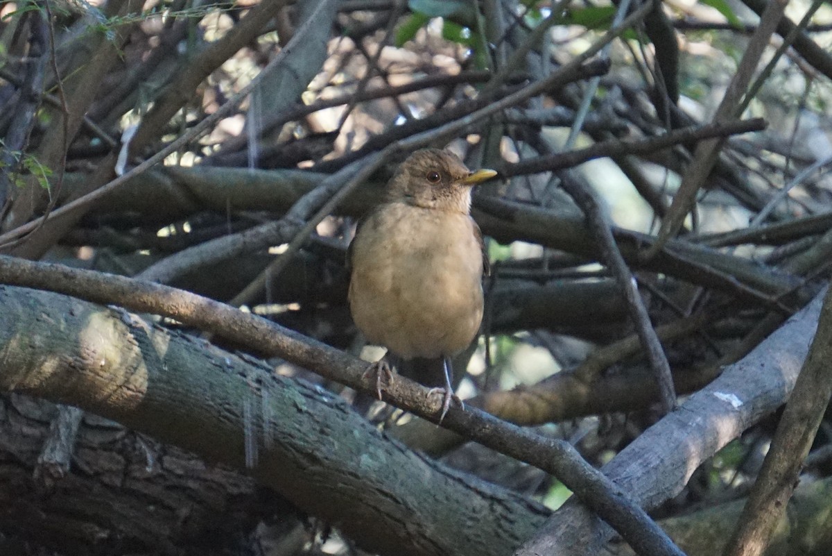 Clay-colored Thrush - ML294528161