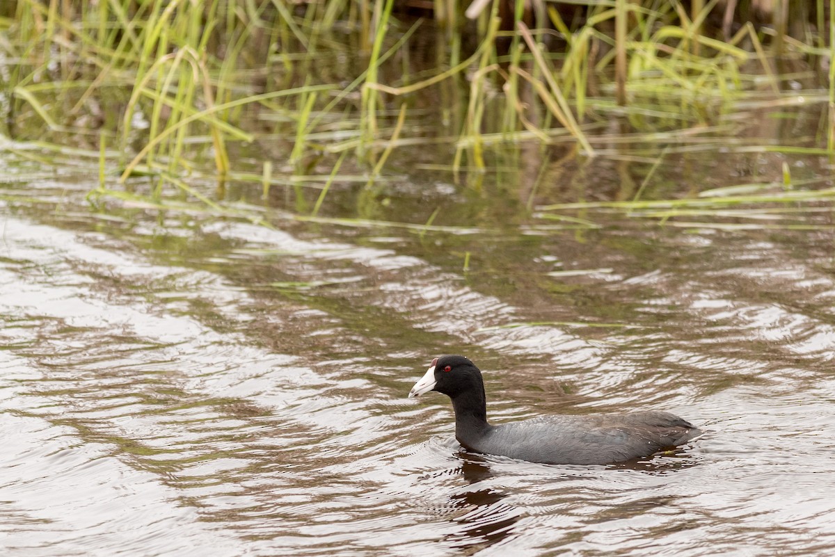 American Coot - ML294528861
