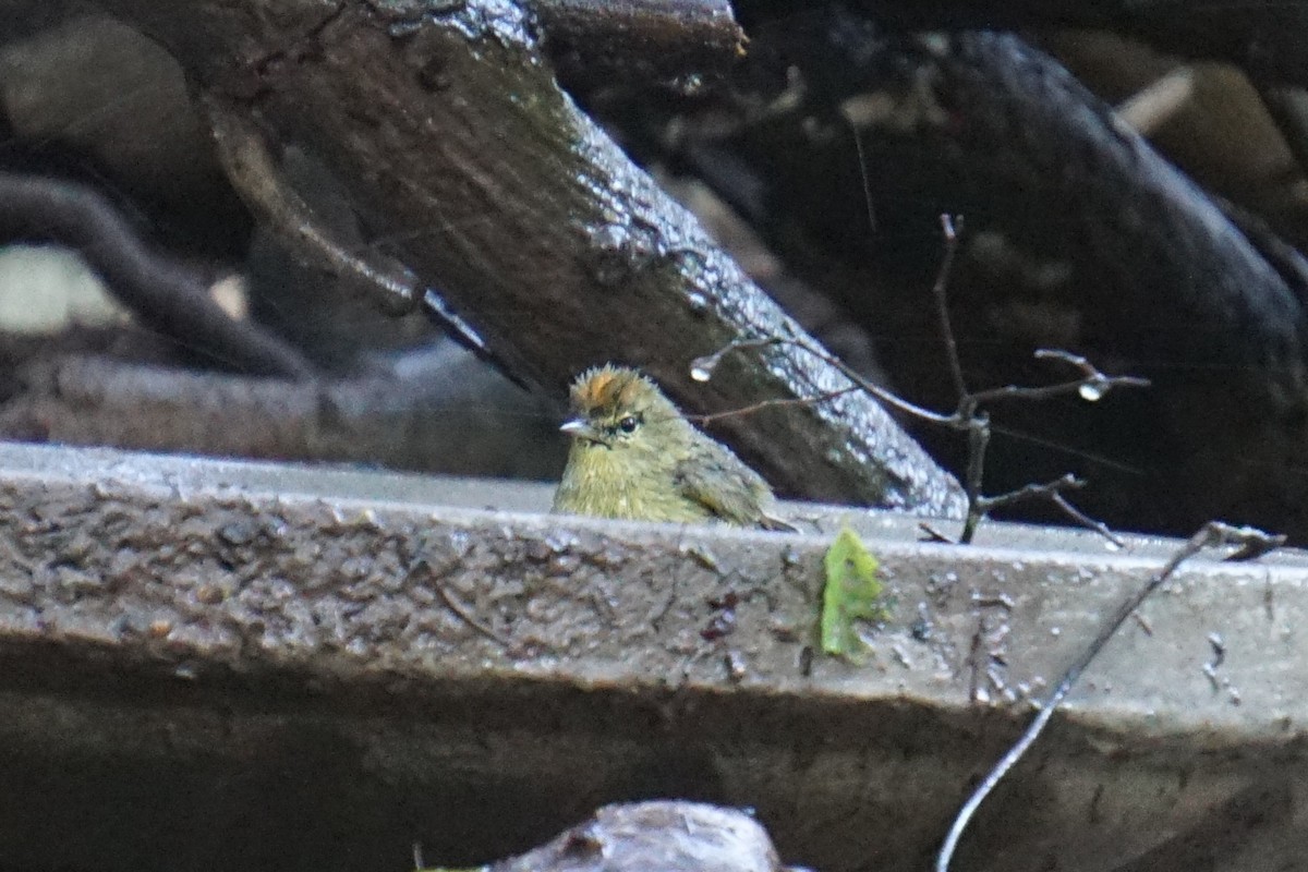 Orange-crowned Warbler - ML294529381