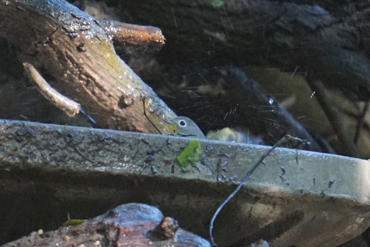 Nashville Warbler - ML294529811