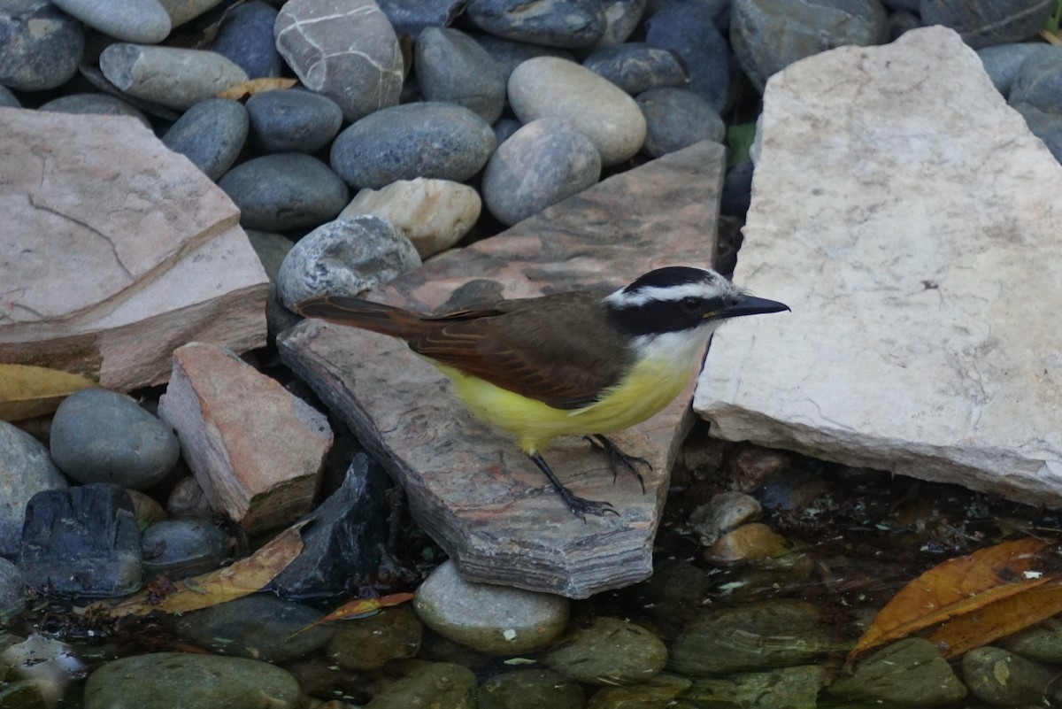 Great Kiskadee - ML294530071