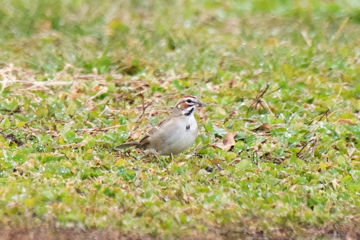 Lark Sparrow - Marilyn Henry