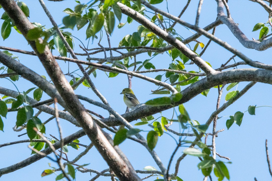 Yellow-throated Vireo - ML294530451