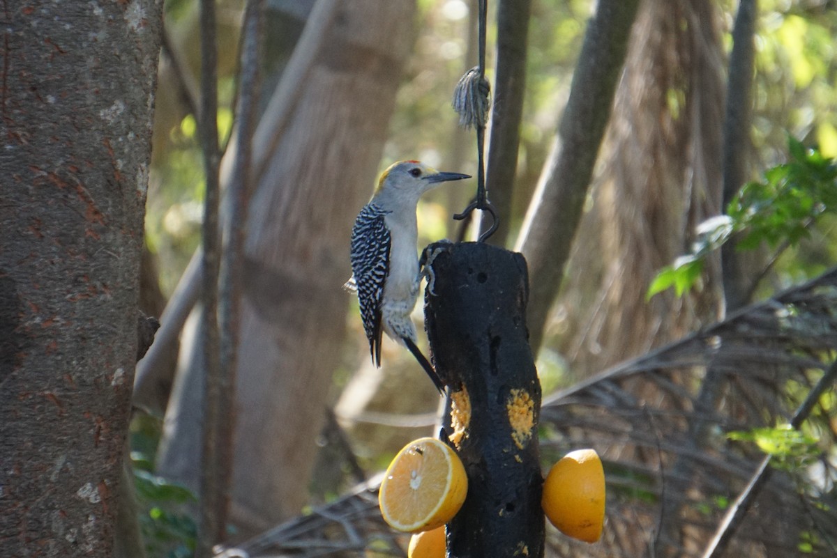 Golden-fronted Woodpecker - ML294530471