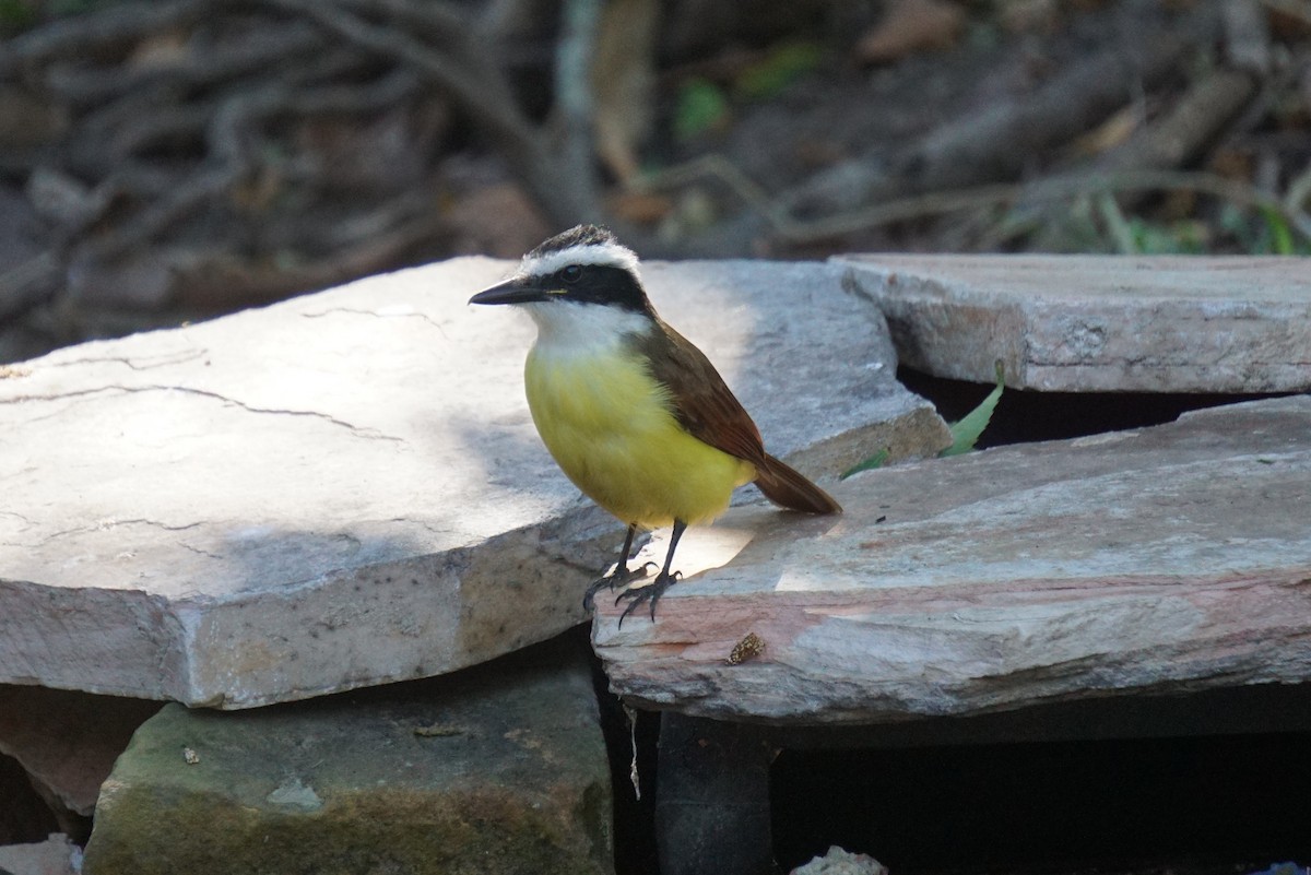 Great Kiskadee - ML294530651