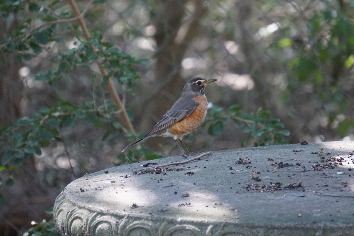 American Robin - ML294531321