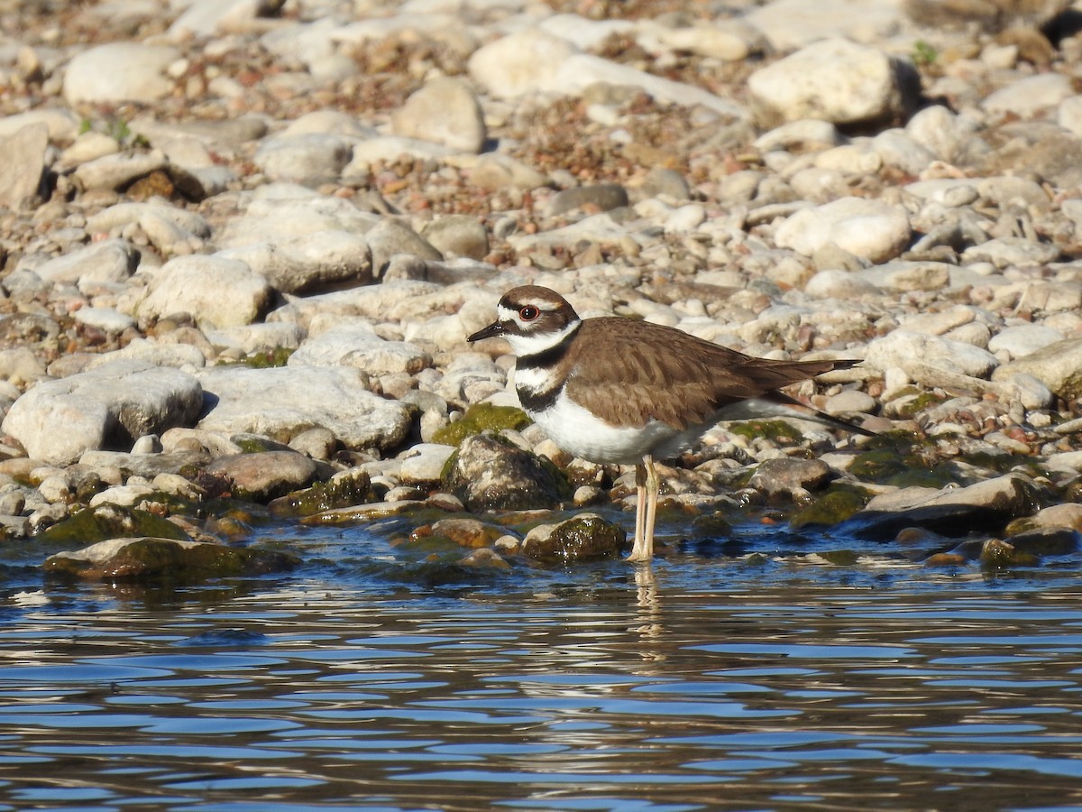 Killdeer - ML294531631
