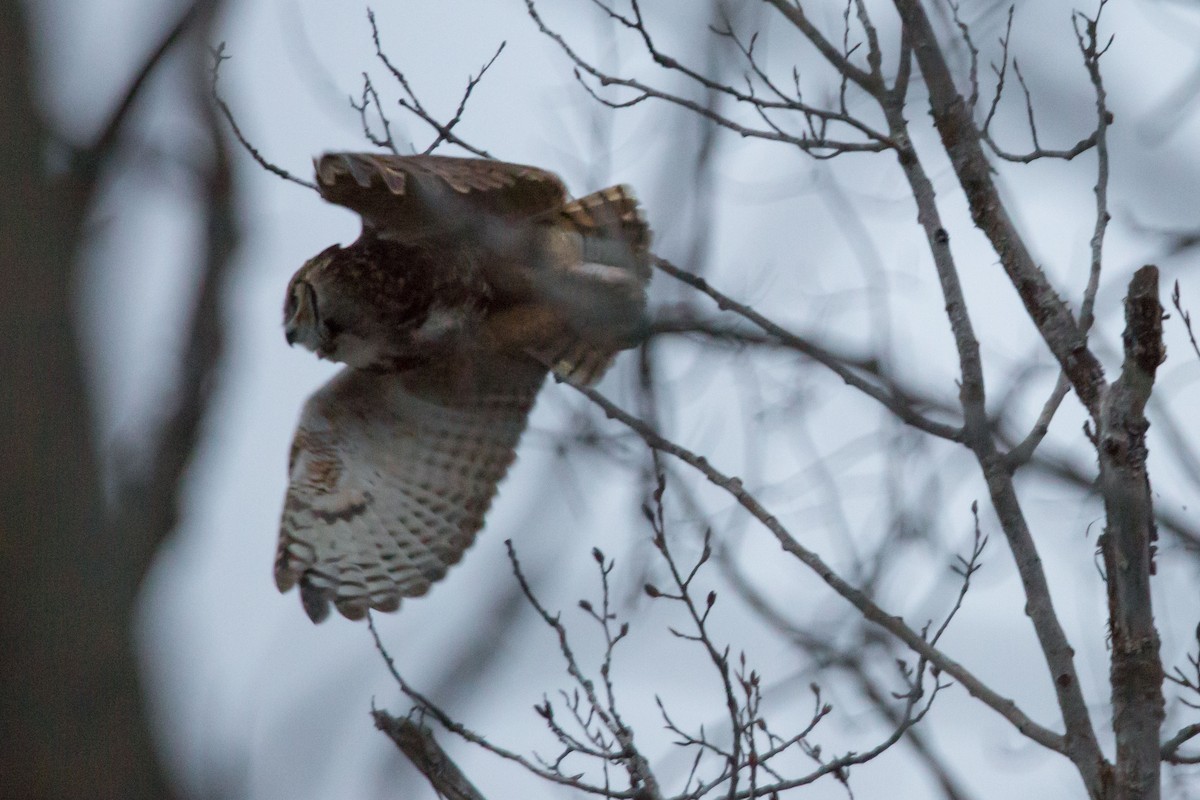 Great Horned Owl - ML294533591