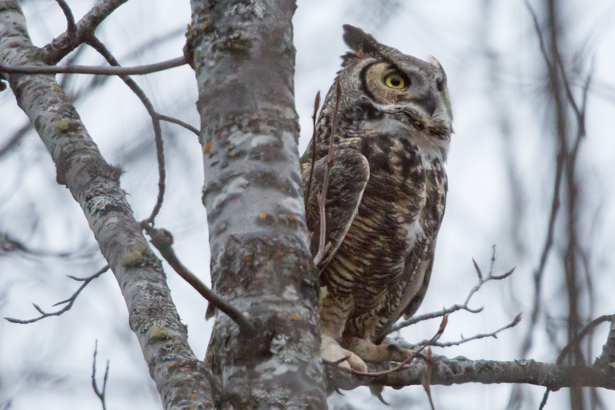 Great Horned Owl - ML294533601