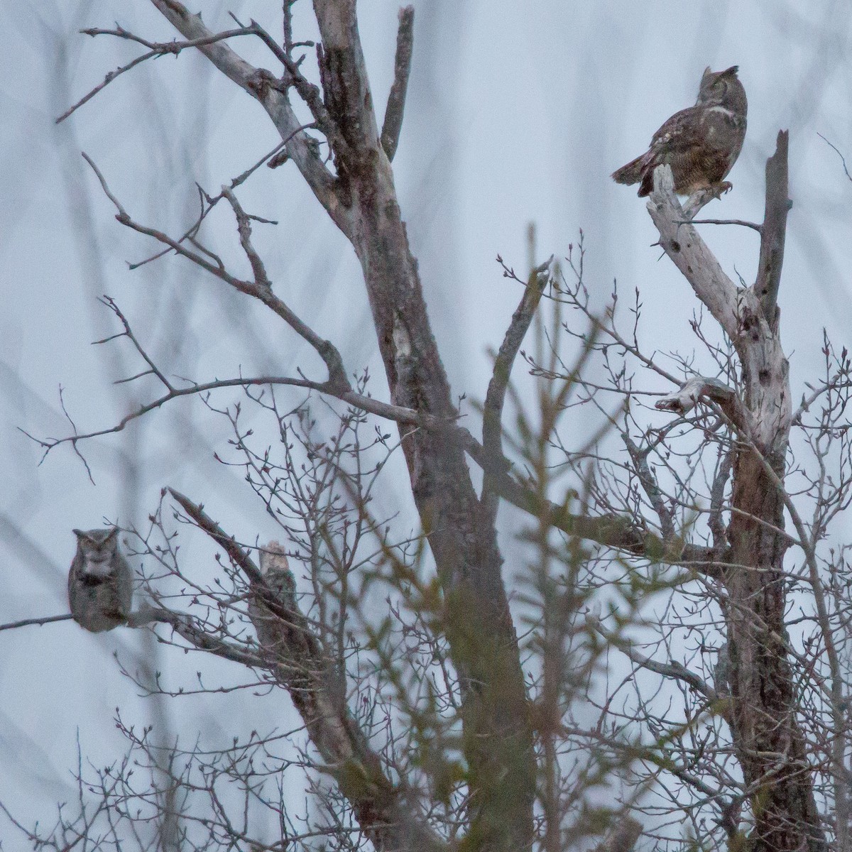 Great Horned Owl - ML294533611