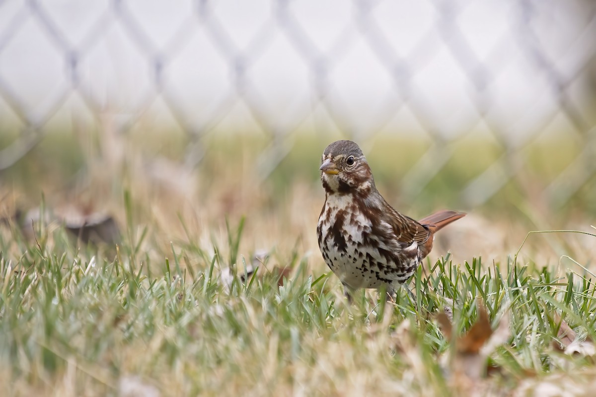 Fox Sparrow - ML294534991