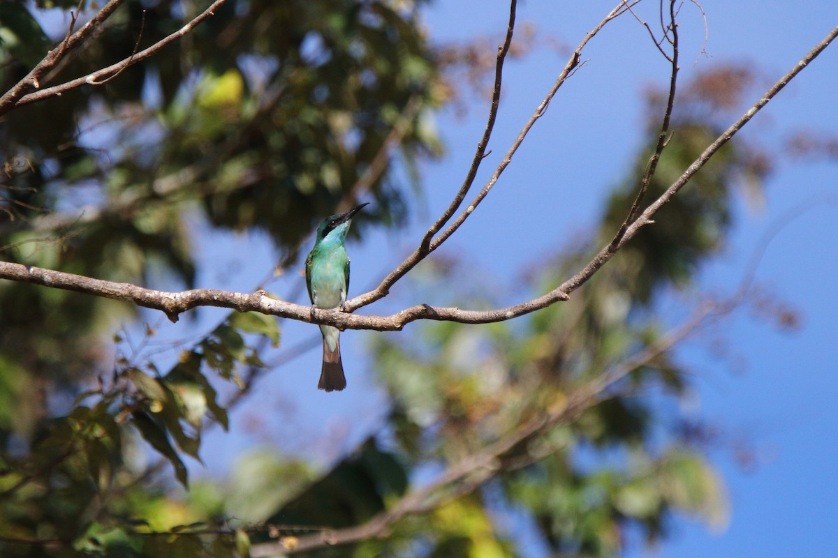 Blue-throated Bee-eater - Kuang-Ping Yu