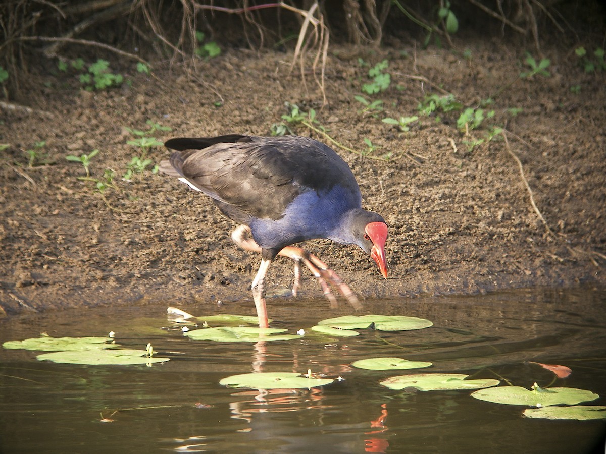 Australasian Swamphen - ML294536741