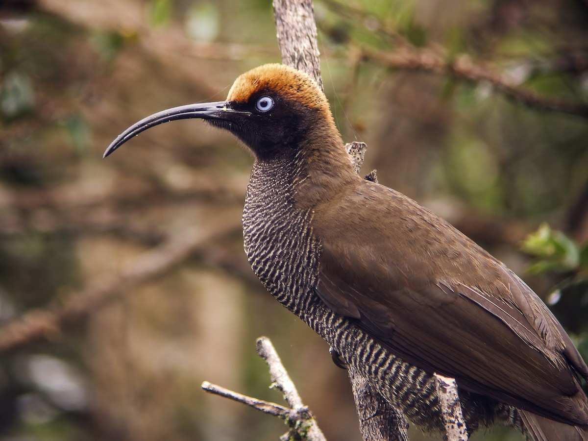 Brown Sicklebill - ML294537131