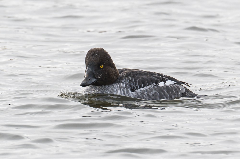 Common Goldeneye - ML294539011