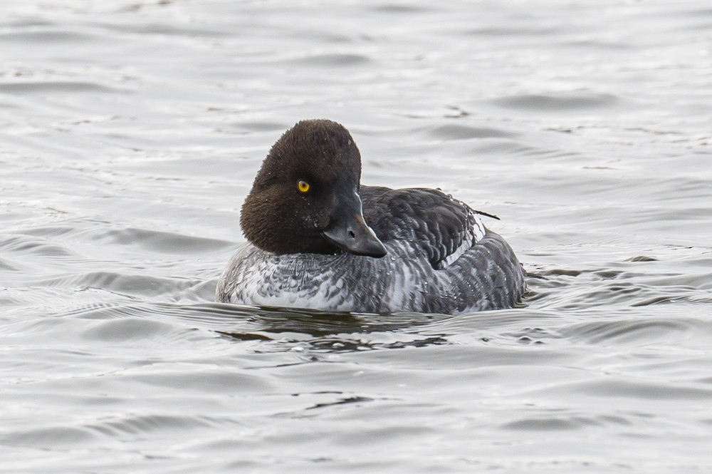 Common Goldeneye - ML294539051