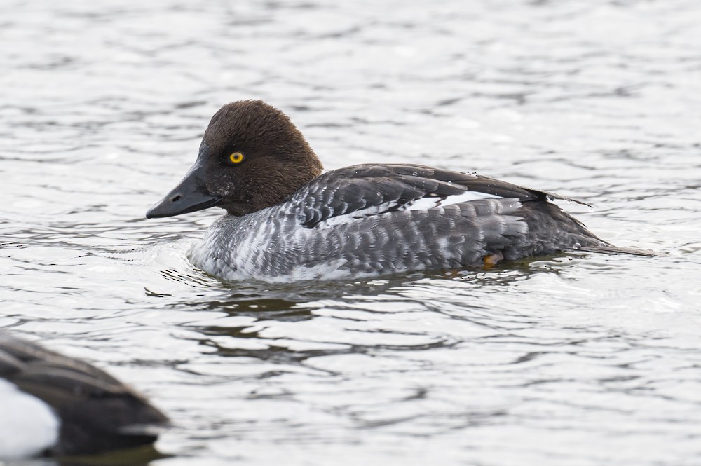 Common Goldeneye - ML294539351