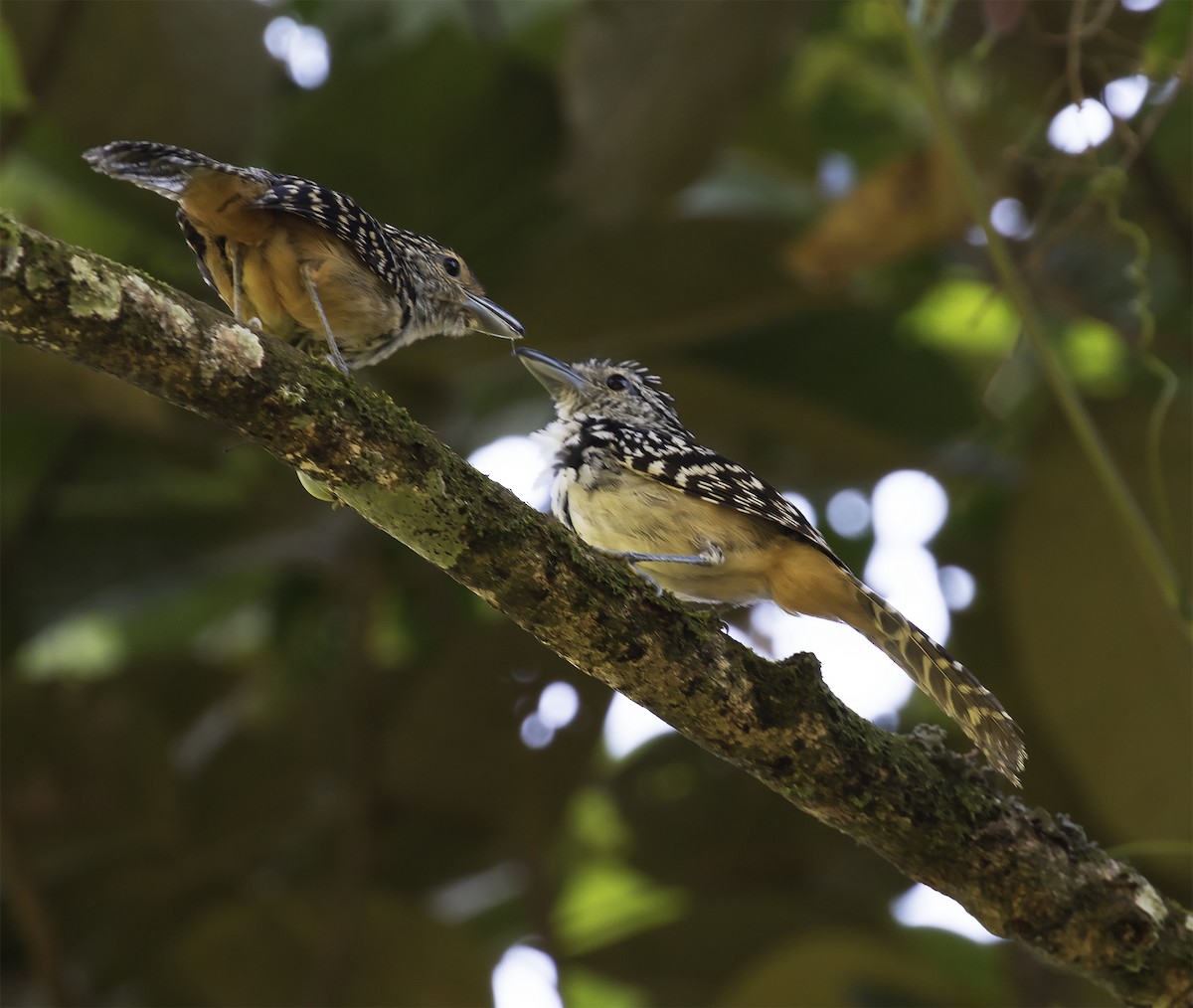 Spot-backed Antshrike - ML294539621